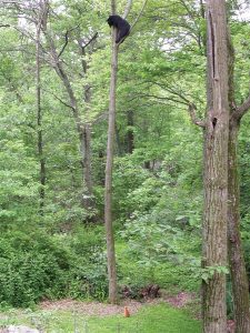 A black bear sits high up in a tall, slender tree in a lush green forest, while a small brown animal, possibly a dog or fox, stands at the base of the tree looking up.