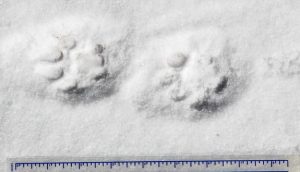 Two animal paw prints in snow beside a blue ruler for scale. The tracks are likely from a medium-sized animal, with clearly defined toes and soft, partially melted edges in the snow.