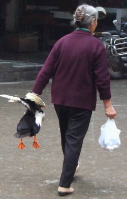 An older woman walks away on a wet street, holding a live duck by its wings in one hand and a plastic bag in the other. The ducks orange feet hang down.