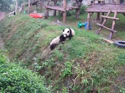 Two pandas are on a grassy hill, one lying down while another approaches. Wooden platforms and play structures are in the background, with more greenery and a tire visible nearby.