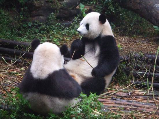 Pandas reclining peacefully, eating bamboo Two giant pandas sit on the ground facing each other, surrounded by greenery and bamboo. One panda is eating bamboo while the other sits with its back to the camera.