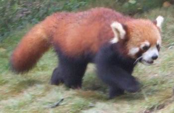 A red panda A red panda with reddish-brown fur, a bushy tail, and white markings on its face walks on grassy ground in an outdoor setting.