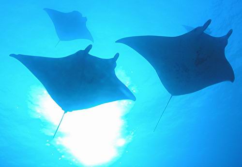 Silhouettes of three manta rays swimming underwater, illuminated by sunlight shining through the blue ocean above them.