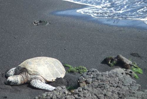 A sea turtle rests on black sand near volcanic rocks, with gentle ocean waves visible in the background.