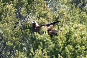 A large dark bird with a pale beak and long tail perches among green foliage, partially obscured by branches. The birds wings and tail feathers are spread.