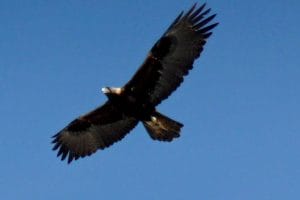 A large dark-feathered bird of prey with outstretched wings soars against a clear blue sky.