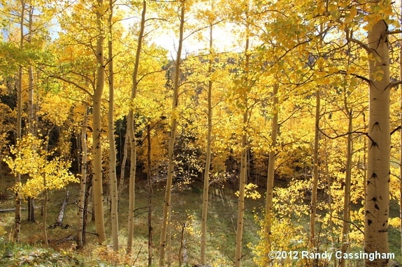 Pure Colorado gold. The trees are 'Quaking aspens', if you didn't already know that.