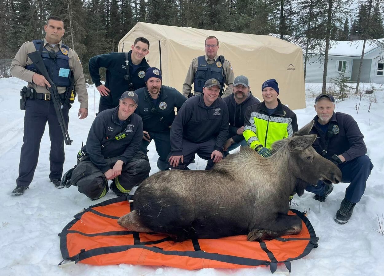 A dazed and mostly full-grown moose lying on a rather small but heavily reinforced tarp, surrounded by its rescuers.
