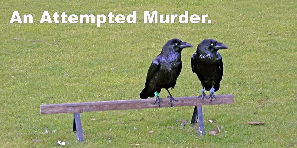 Two crows: attempted murder?