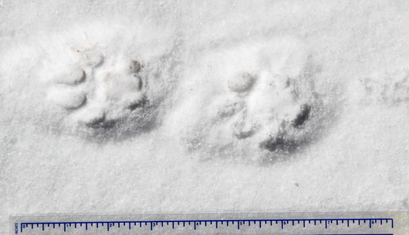 Bobcat's tracks in the snow.