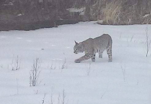 Bobcat outside the office