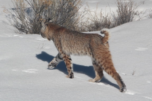 Bobcat outside the office