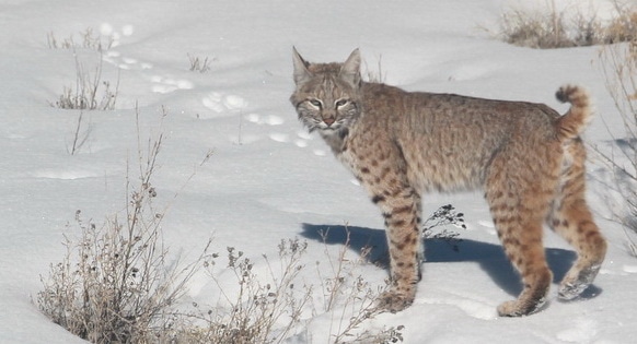 Bobcat outside the office