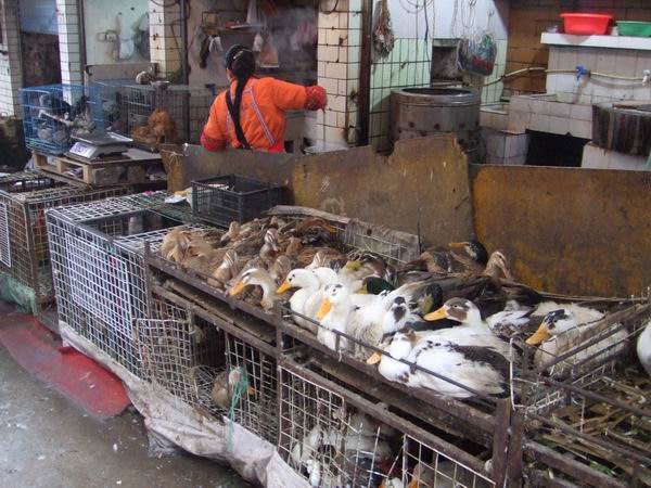 Ducks at market, waiting to be taken home for dinner.