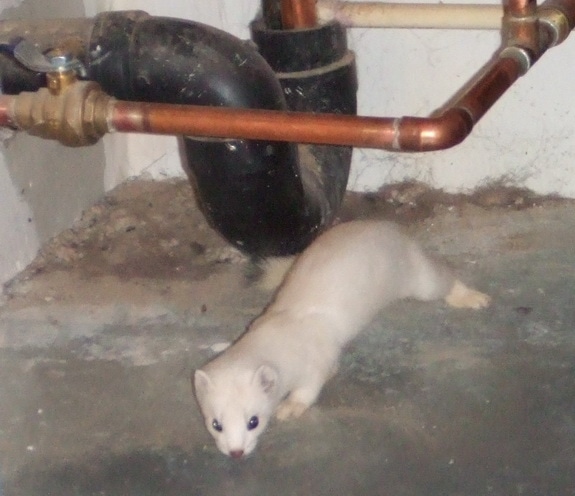 An ermine in the garage.