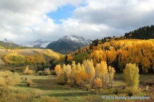 Yellow aspen trees in the fall in Colorado's San Juan Mountains.