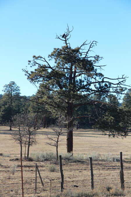 Eagle surveys his turf