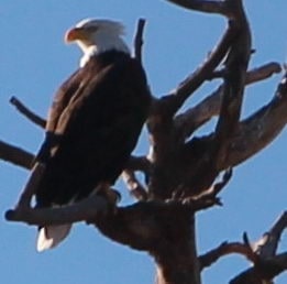 Bald eagle in tree