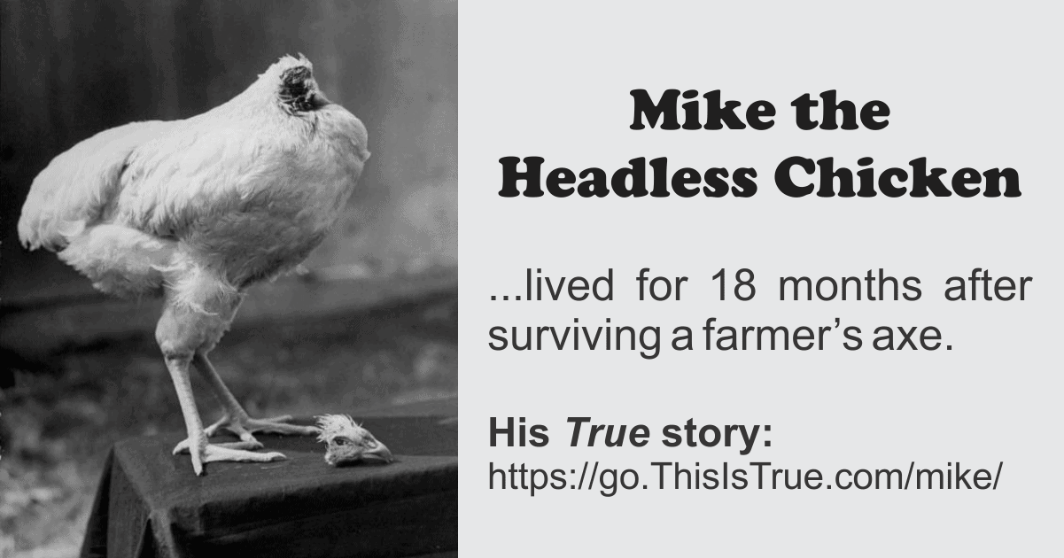 Mike the Headless Chicken – This is True