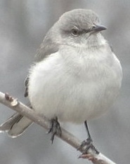 Northern Mockingbird