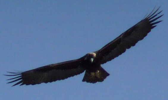 Out My Window: a Golden Eagle – This is True