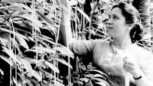 Woman "picking spaghetti" from bushes.